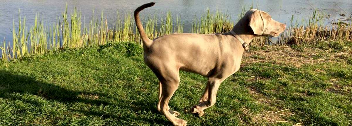 Weimaraner Hund läuft am See