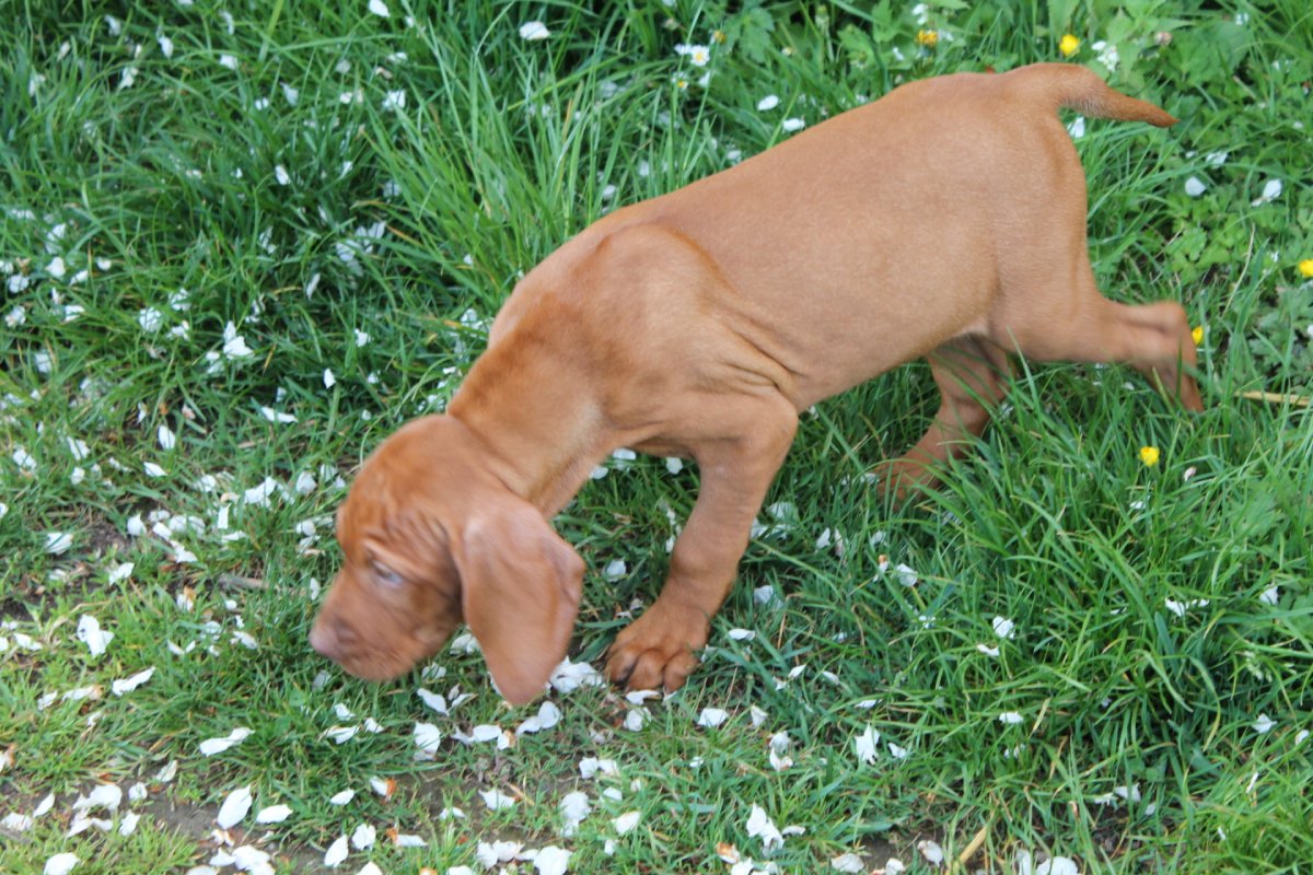 Weimaraner Welpe
