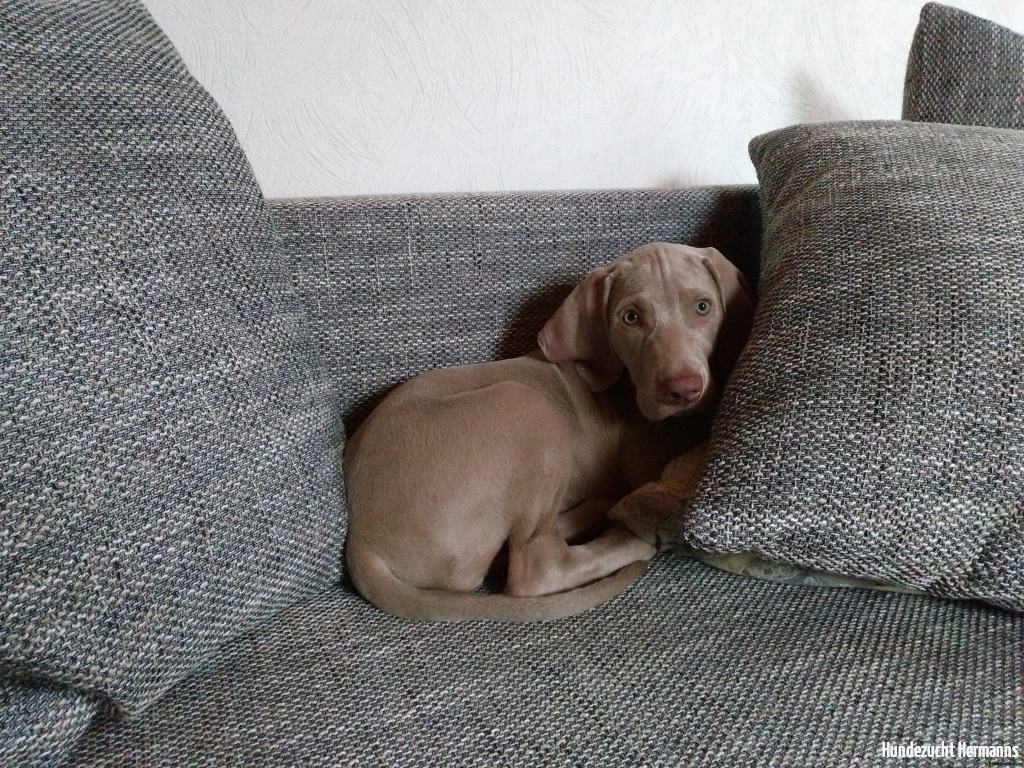 Pippa - das zum Thema Couch