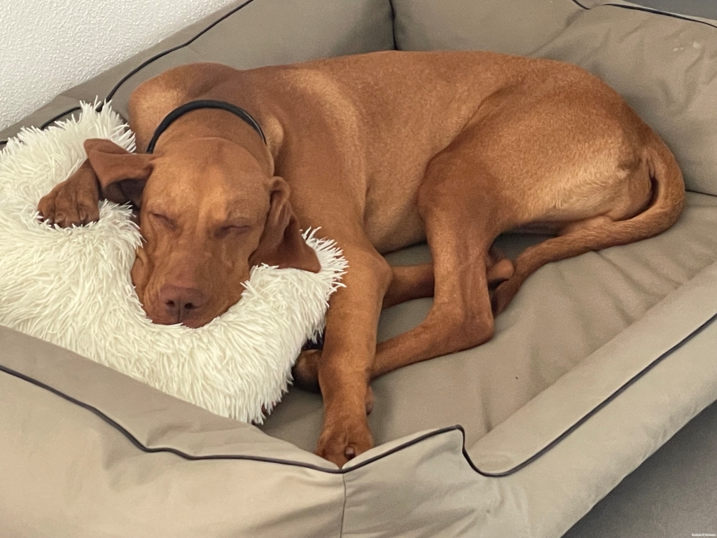 Tyson-Magyar Vizsla- der schlafende Hund