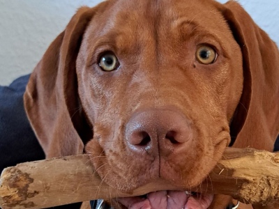 Kaeggy-Magyar Vizsla- Mein Knochen