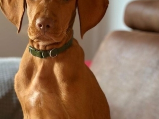 Maggie-Magyar Vizsla-nachdenklich