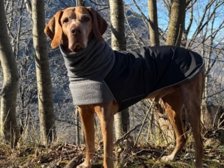 Vargas- Magyar Vizsla- Herr-des-Waldes