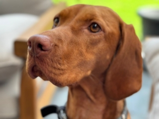 Aika- Magyar Vizsla- ganz konzentriert-