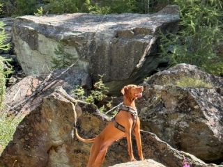 Aika-Magyar-Vizsla- die Gipfelstürmerin