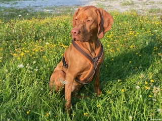 Amy-Magyar Vizsla-erst einmal ausruhen
