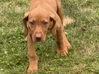 Betty-Magyar Vizsla- gespannt, was da kommt-