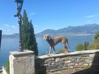 Camille- Weimaraner- ich kann das!