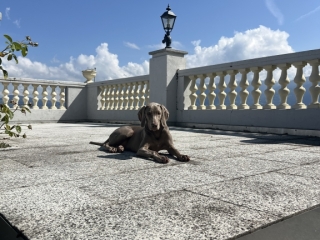 Camille - Weimaraner  -  Stilvoll entspannen