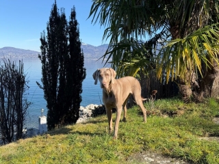 Camille-Weimaraner-Urlaub