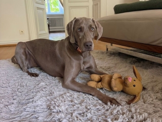 Camille-Weimaraner- am Gemütlichsten ist es doch zu Hause -