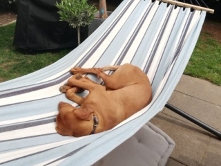 Cleo-Muriel-Hängematte - steht mir zu