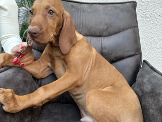 Cooper- Magyar Vizsla -so schmeckt das Stängchen am besten-