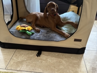 Destiny-Magyar Vizsla -angekommen-