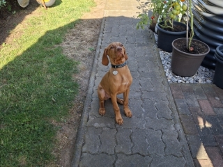 Dina- Magyar Vizsla- Wann gehts los?