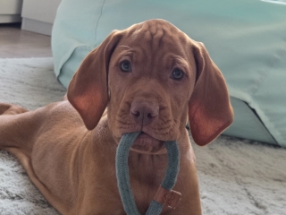 Dzeko-Magyar Vizsla- mein Ball!