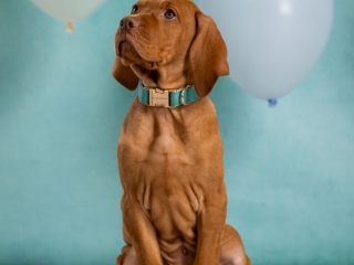 Dzeko-Magyar Vizsla-was gibts da zu sehen?