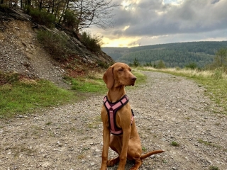 Ella-Magyar Vizsla-schaut ins Land