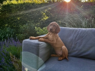 Ella -Magyar Vizsla-  hier sitzt es sich gemütlich -