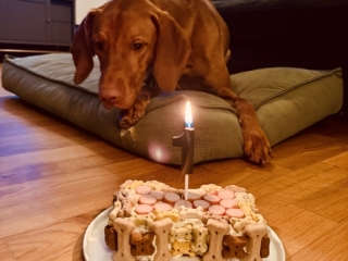 Elvis-Magyar Vizsla - Wie komme ich da jetzt ran