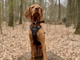 Elvis- Magyar Vizsla - alles klar?