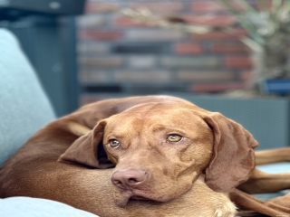Elvis-Magyar Vizsla-können diese Augen lügen?