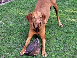 Emma-Magyar Vizsla- das schönste Spielzeug überhaupt!