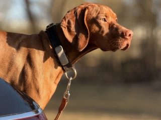 Erwin-Magyar Vizsla- im Morgenlicht