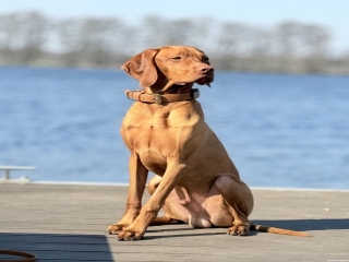 Erwin-Magyar Vizsla- in voller Schönheit