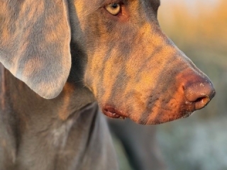 Fay-Weimaraner -Porträt -