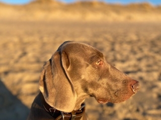 Fay- Weimaraner - sonnige Grüße-