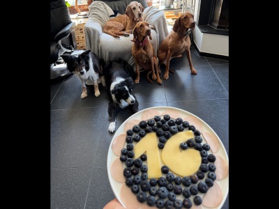 Fiora-Magyar Vizsla-Seniorin feiert 16. Geburtstag