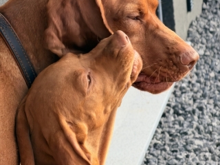 Franz-u.-Erwin-Magyar Vizsla- das muss Liebe sein