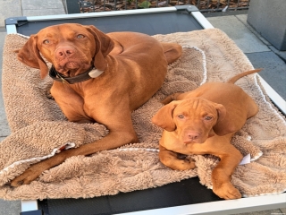 Franz-u.-Erwin-Magyar Vizsla- 2 Wildförster