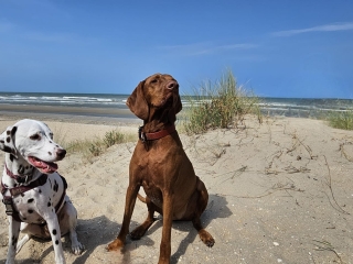 Frieda - Magyar Vizsla -  mit Freund am - Strand