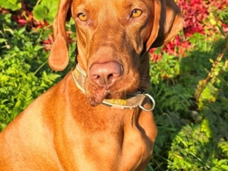 Hank-Magyar Vizsla-goldener Oktober