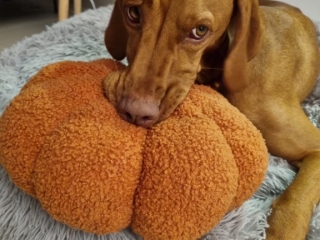 Hera- Magyar Vizsla- ganz verträumt