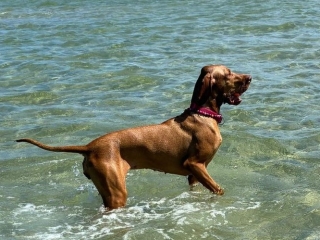 Hera-Magyar Vizsla- so läßt es sich aushalten