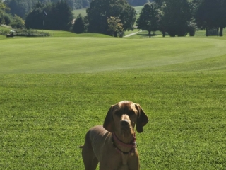 Hera-Magyar Vizsla- Tegernsee-Urlaub