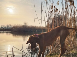 Hera-Magyar Vizsla- das war knapp