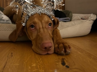 Ikon-Magyar Vizsla - in diesem Sinne  -Happy New-Jear-