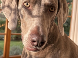 Juna-Weimaraner- soo lieb