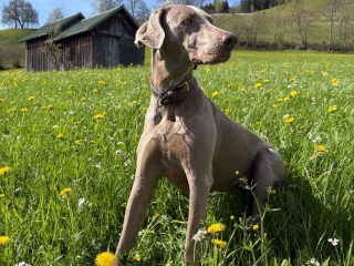 Juna-Weimaraner-Schönheit!