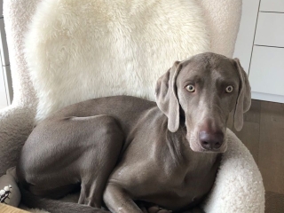 Juna-Weimaraner- soo bequem