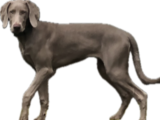 Juna-Weimaraner- das besondere Foto