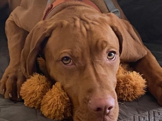 Amy - Magyar Vizsla- ausruhen-das tut gut