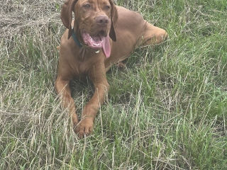 Keegan- Magyar Vizsla- wann geht es weiter?