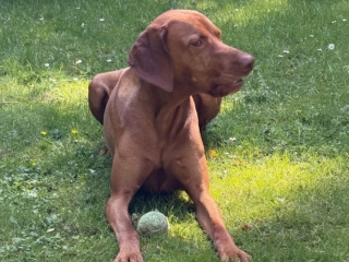 Kenouk-Magyar Vizsla-Pause