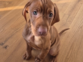 Kiara-Leia-Magyar-Vizsla- ich werde auch mal groß!