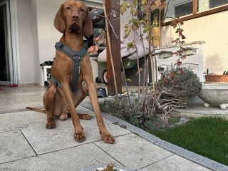 Kitaro-Magyar Vizsla -Für mich?